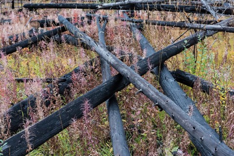 Prescribed forest fire site of 1993