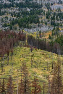 Prescribed forest fire site of 1993