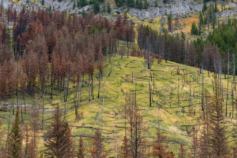 Prescribed forest fire site of 1993