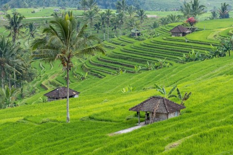 Rice terraces of Jatiluwih