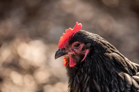 Black Domestic Chicken (Gallus gallus domesticus)