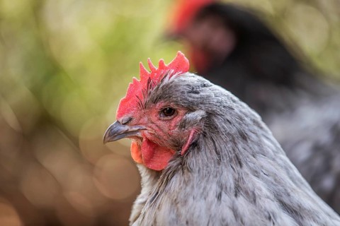 White Domestic Chicken (Gallus gallus domesticus)