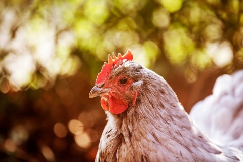White Domestic Chicken (Gallus gallus domesticus)
