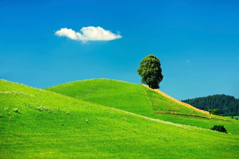 Hill with green meadow and solitary linden tree (Tilia)