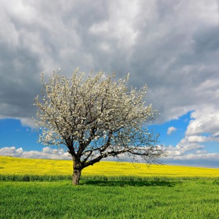 Landscape in spring