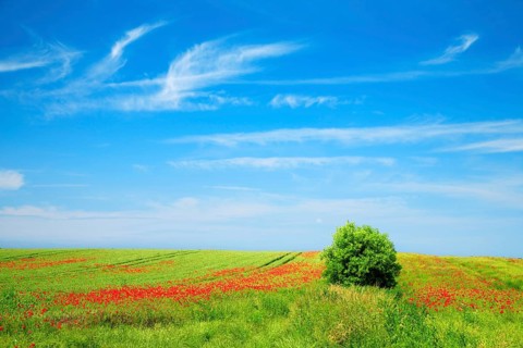 Grain field with poppies