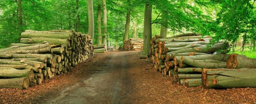 Beech forest with stacked tree trunks on a forest path