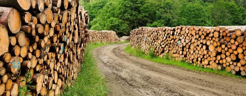 Large wood stacks on forest road