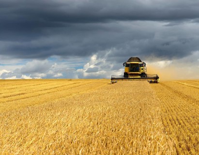 Combine harvester in cornfield harvests Barley (Hordeum vulgare)