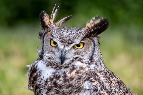 Spotted Eagle-owl (Bubo africanus)