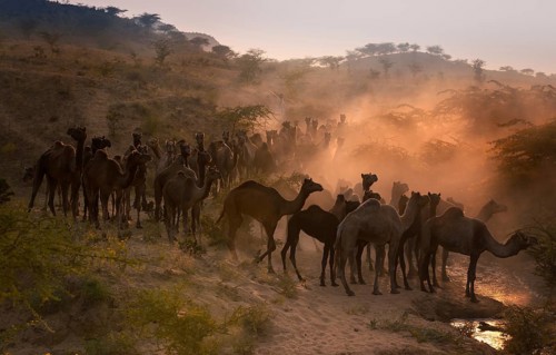 Camels on the way to Pushkar Mela at sunset
