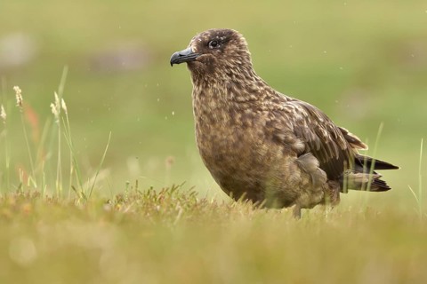 Great skua (Stercorarius skua)