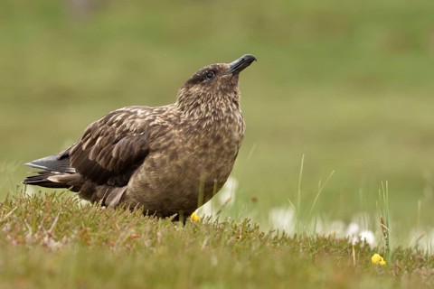 Great skua (Stercorarius skua)