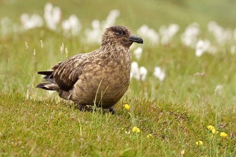 Great skua (Stercorarius skua)