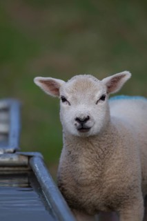 Domestic lamb (Ovis aries) standing by a drinking trough