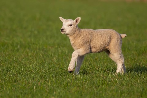 Domestic lamb (Ovis aries) running across a grass field