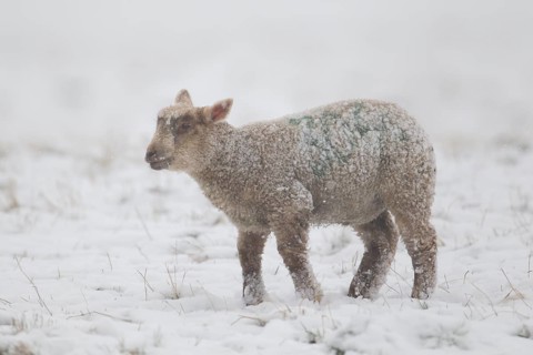 Domestic lamb (Ovis aries) in a snow covered field
