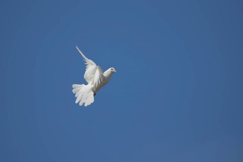White dove (Streptopelia risoria) in flight
