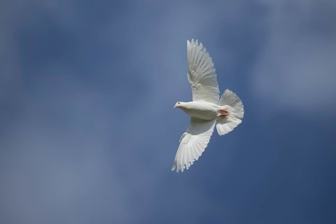 White dove (Streptopelia risoria) in flight