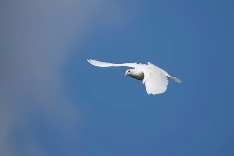 White dove (Streptopelia risoria) in flight