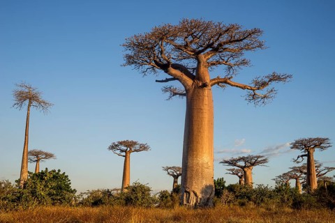 Grandidier's Baobabs (Adansonia grandidieri)