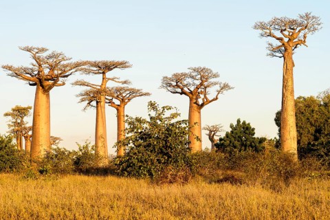 Grandidier's Baobabs (Adansonia grandidieri)