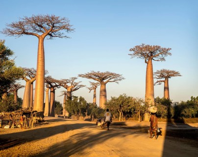 Grandidier's Baobabs (Adansonia grandidieri)