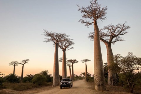 Grandidier's Baobabs (Adansonia grandidieri)