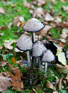 Shaggy ink cap