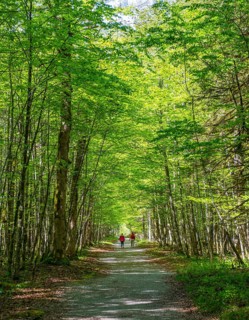 Two hikers on path through deciduous forest