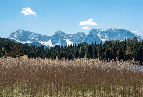 Reeds at Geroldsee