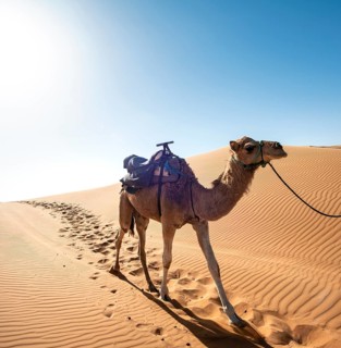 Dromedary (Camelus dromedarius)