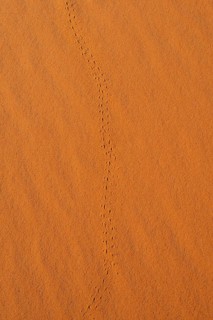 Trace of a beetle in red sand