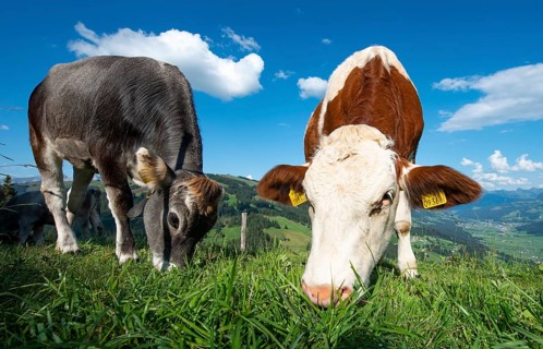 Young calves (Bos primigenius taurus) graze on a meadow