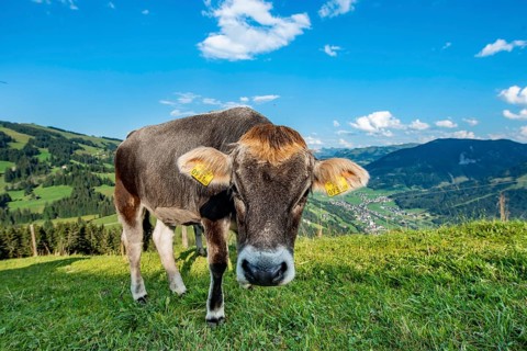 Young calf (Bos primigenius taurus) on a mountain pasture