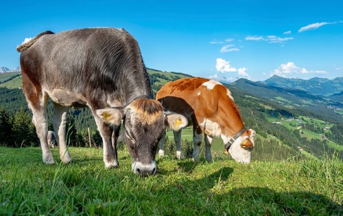 Young calves (Bos primigenius taurus) graze on a meadow