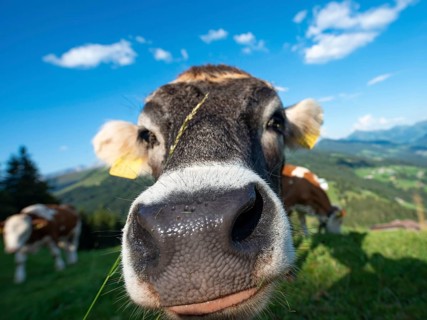 Curious young calf (Bos primigenius taurus) stretches snout to camera