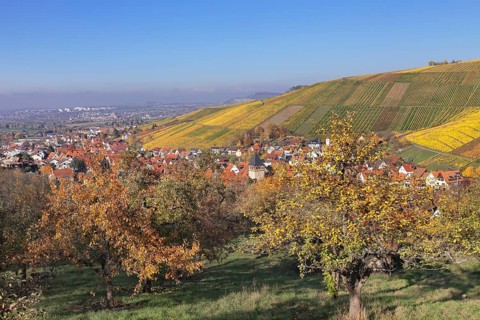 Strumpfelbach in autumn