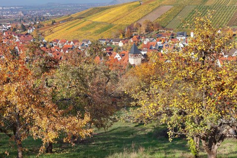 Strumpfelbach in autumn