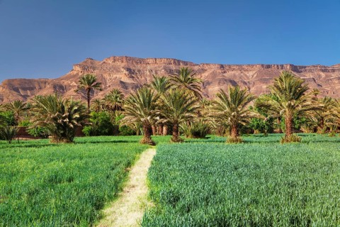 Palm grove in the Draa Valley