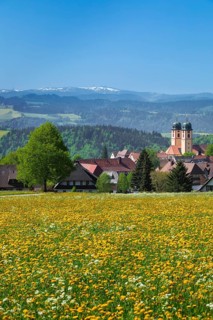 Blooming dandelion meadow in front of St.Margen with monastery church in spring