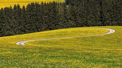 Field path meanders through flowering dandelion meadow in spring
