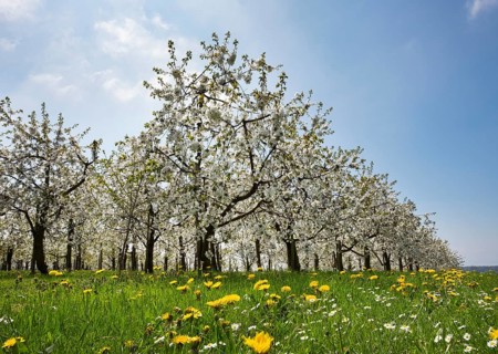 Flowering cherry trees