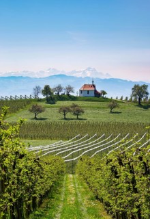 Apple plantation