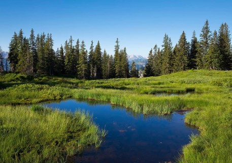 Upland moor on Wannenkopf