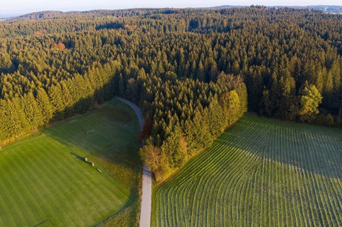 Spruce forest