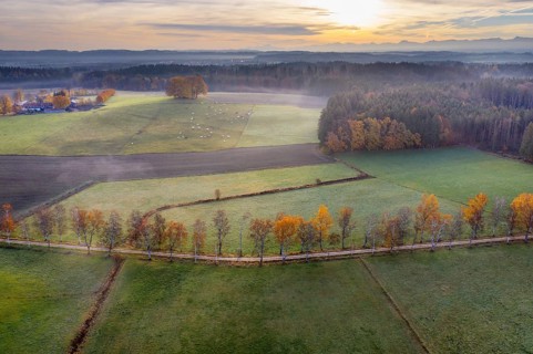 Birch avenue through meadow landscape in the morning light