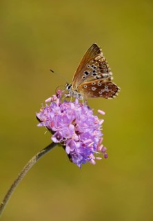 Adonis blue (Polyommatus bellargus)