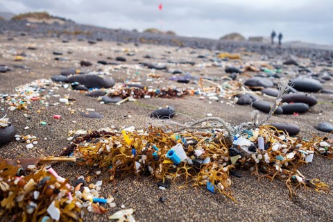 Microplastics between seaweed on the sandy beach