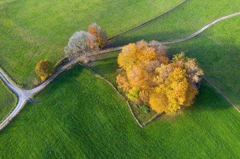 Autumn group of trees in meadow